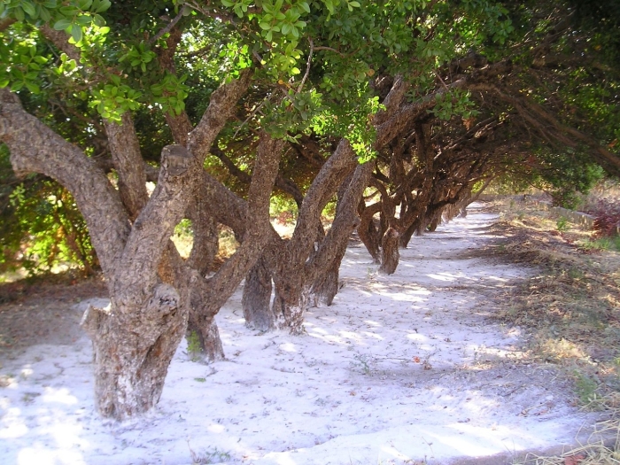 Мастиковое дерево хиос