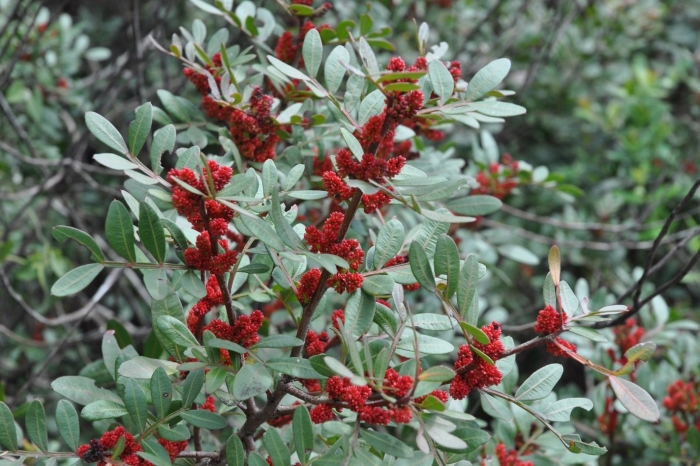 Pistacia lentiscus bush
