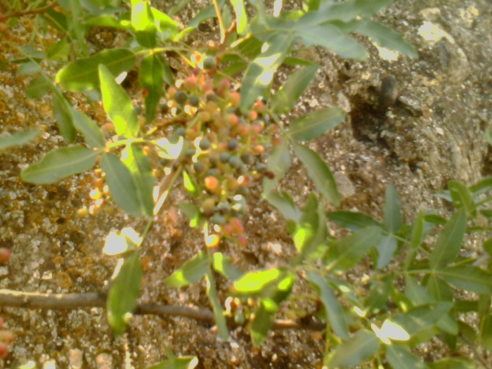 Фисташка туполистная крым