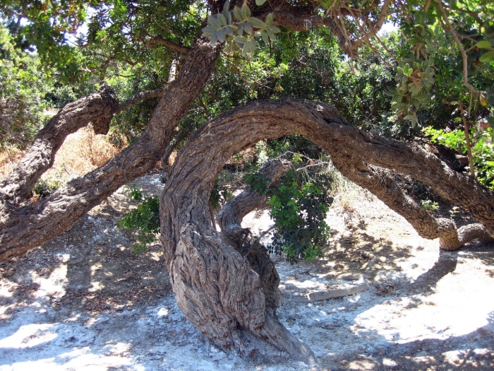 Мастичное дерево греция