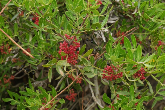 Фисташка (pistacia lentiscus