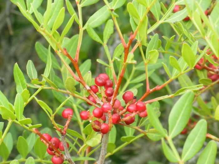 Pistacia terebinthus