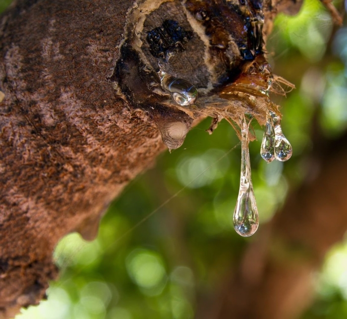 Смола мастикового дерева