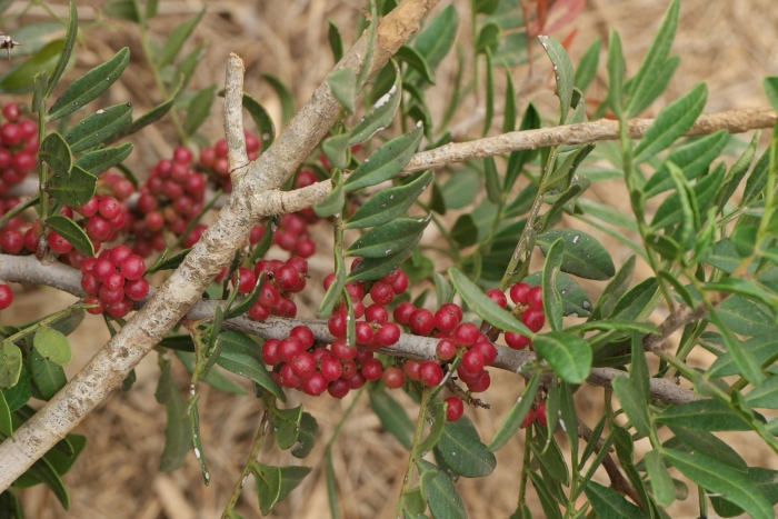 Фисташка (pistacia lentiscus