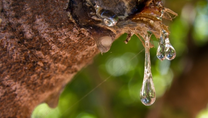 Смола мастичного дерева