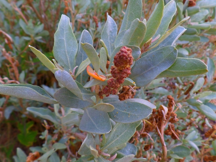 Conocarpus erectus