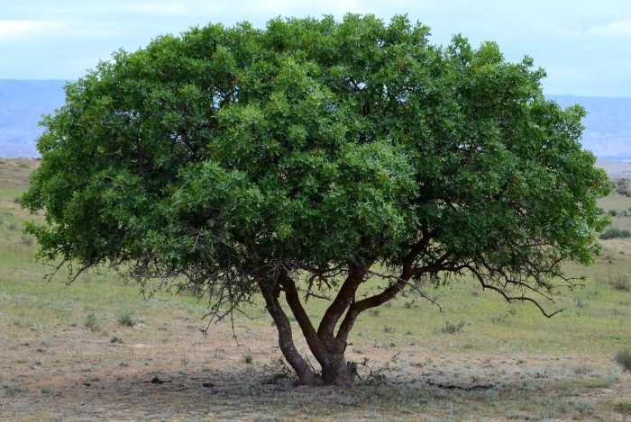 Дерево фисташка