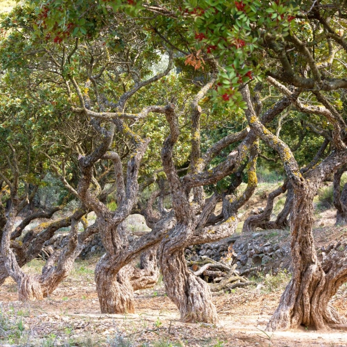 Фисташка туполистная дерево