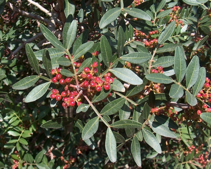 Pistacia lentiscus