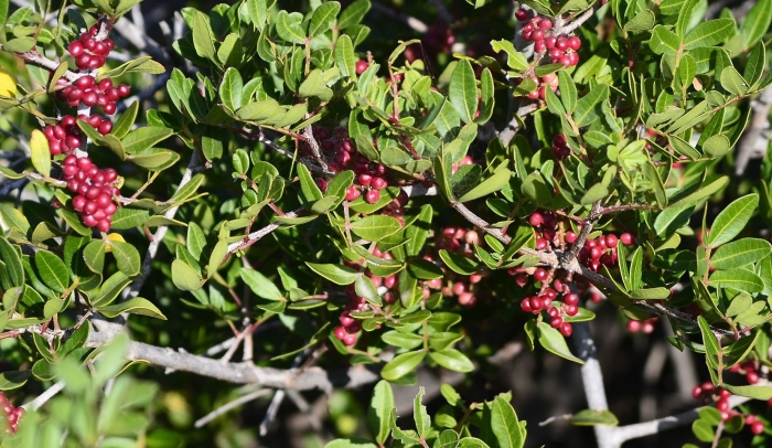 Pistacia lentiscus l.