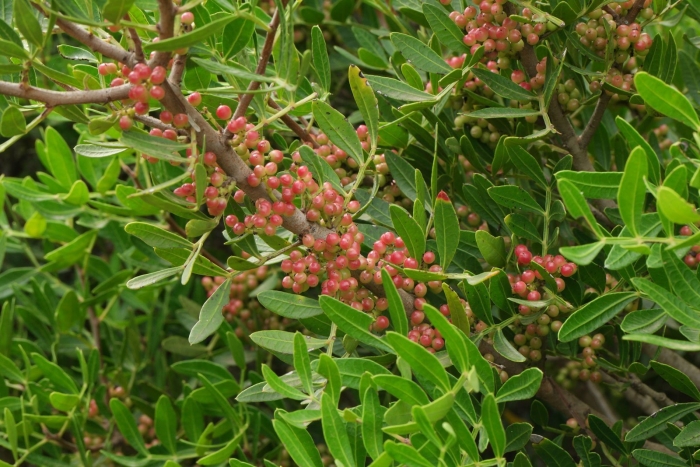 Фисташка туполистная