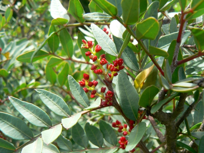 Pistacia lentiscus
