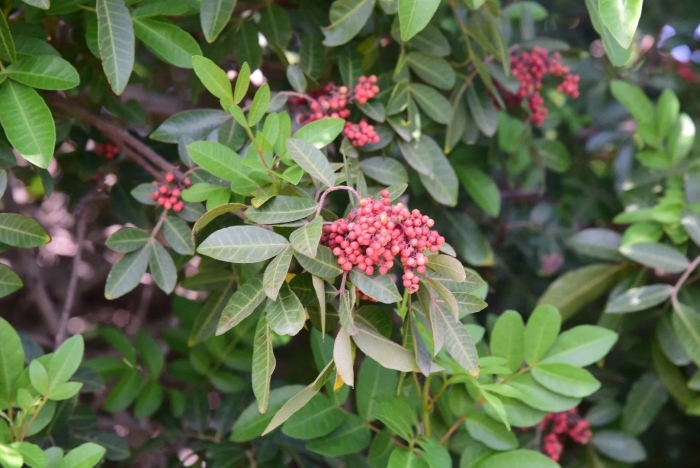 Schinus terebinthifolia