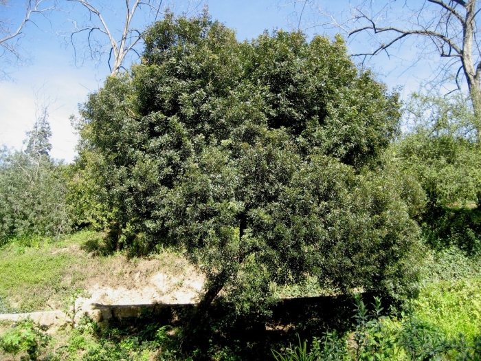 Фисташка лентискус