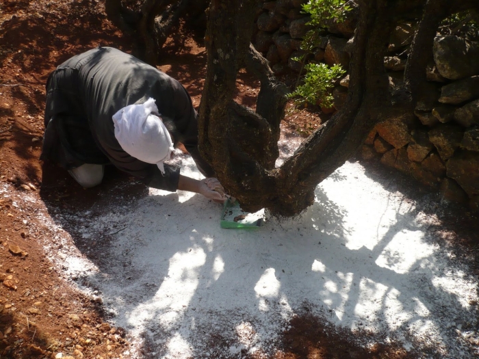 Мастиковое дерево хиос