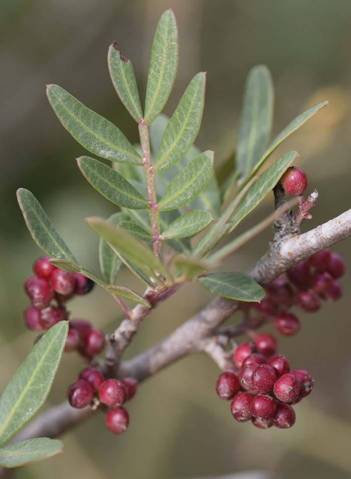 Pistacia terebinthus
