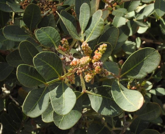 Pistacia lentiscus leaves