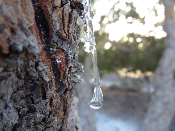 Смола хвойных деревьев
