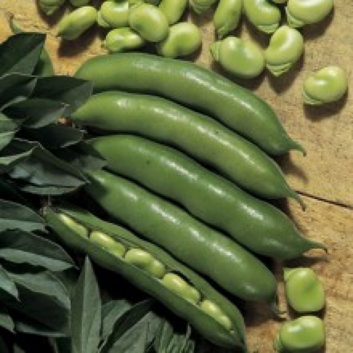 Бобы конские