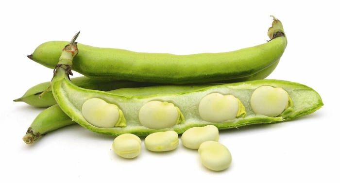 Фасоль фава