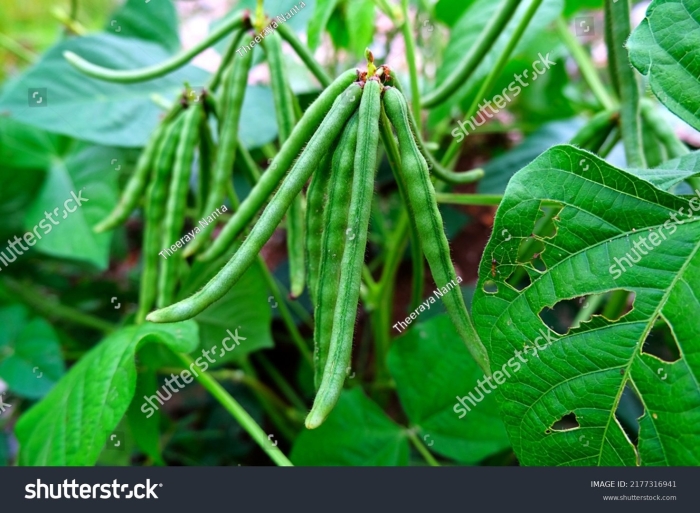 Фасоль спаржевая зеленоглазка