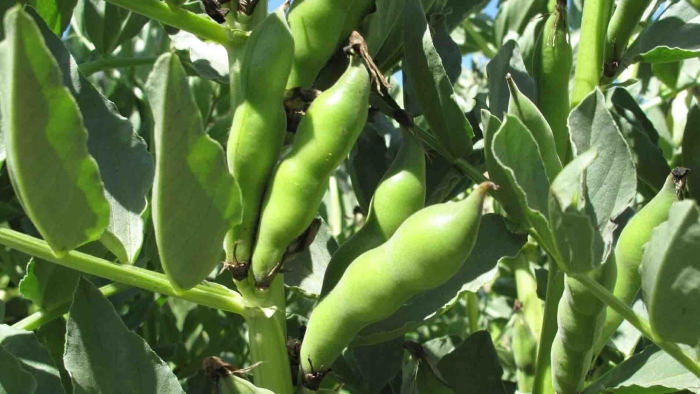 Кормовые бобы семена