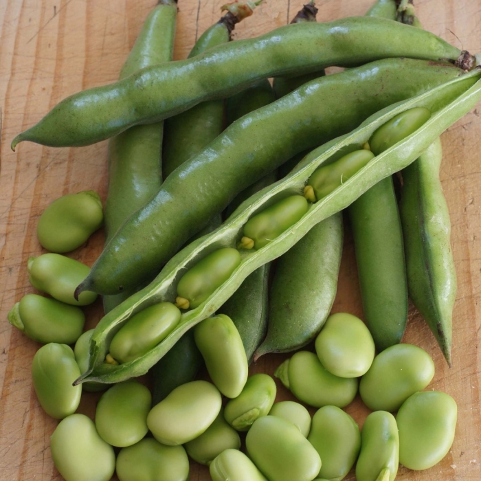 Фасоль лимская (луновидная).