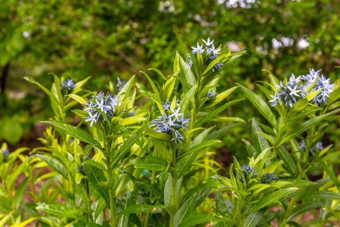 Amsonia tabernaemontana