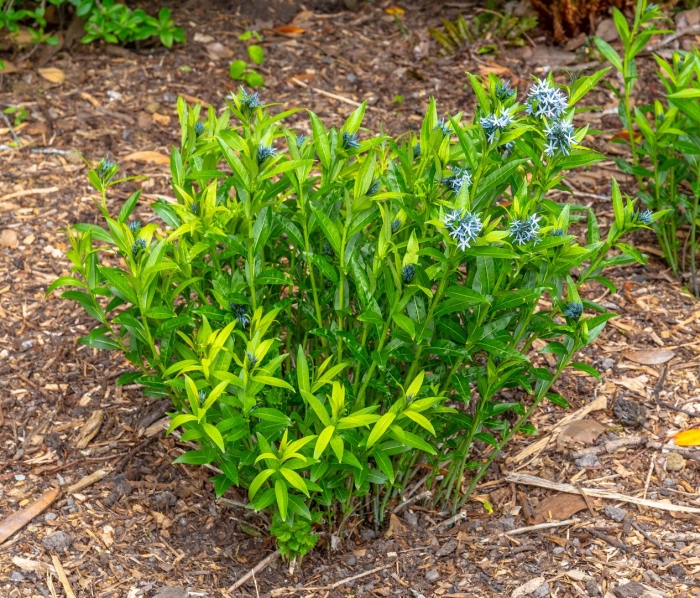 Амсония хабричта