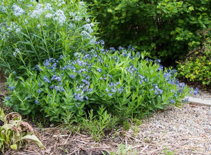 Амсония 'blue ice'