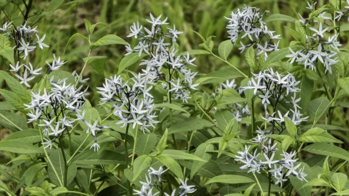 Амсония иволистная