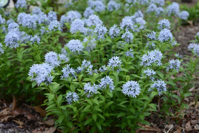 Амсония табермонтана