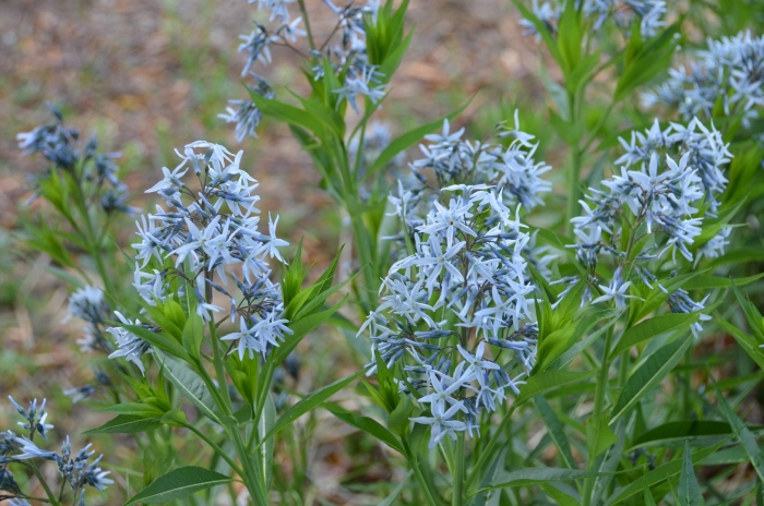 Амсония иволистная