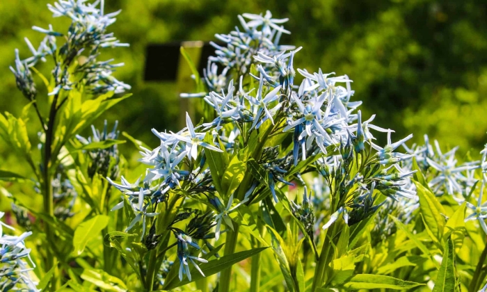 Амсония иволистная