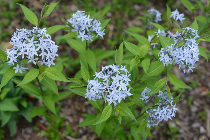 Амсония табермонтана