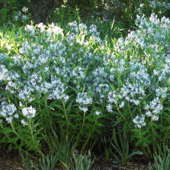 Amsonia tabernaemontana var salicifolia