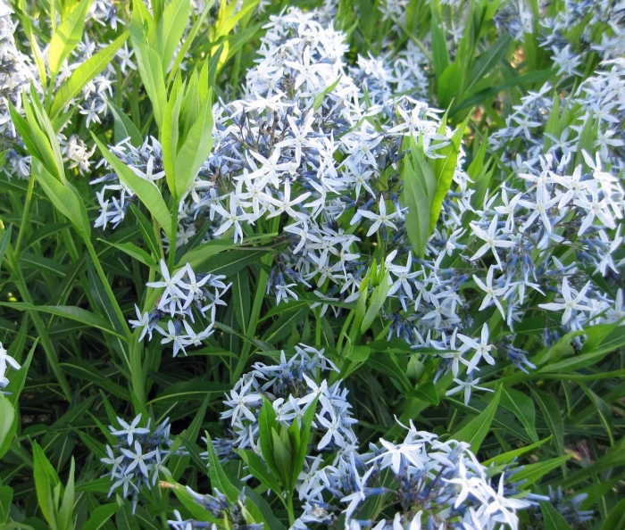 Амсония табермонтана