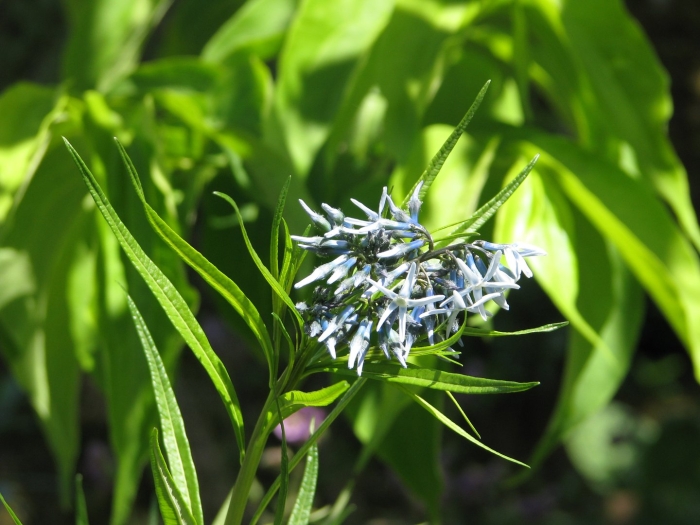 Amsonia ciliata