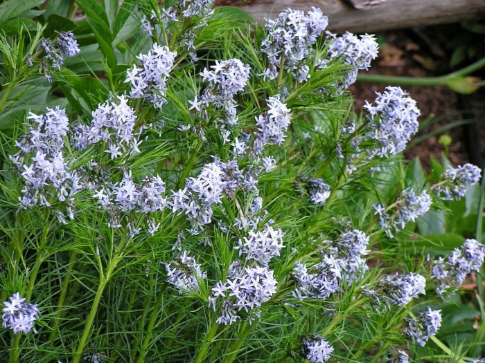 Амсония хабричта