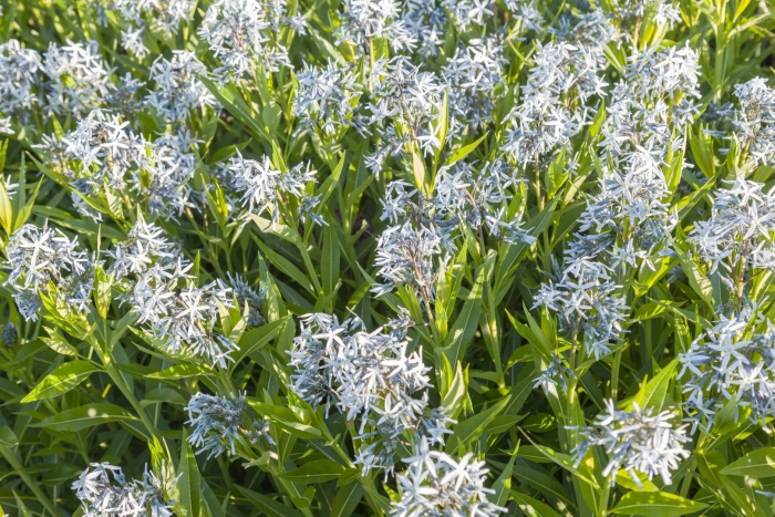 Amsonia tabernaemontana