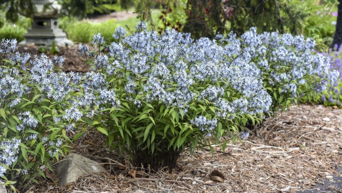 Amsonia tabernaemontana
