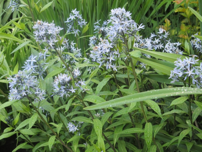 Амсония иволистная