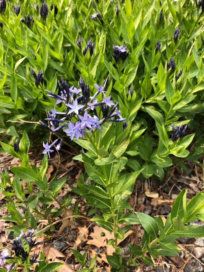 Амсония блю айс