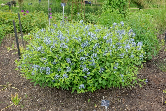 Amsonia tabernaemontana var salicifolia