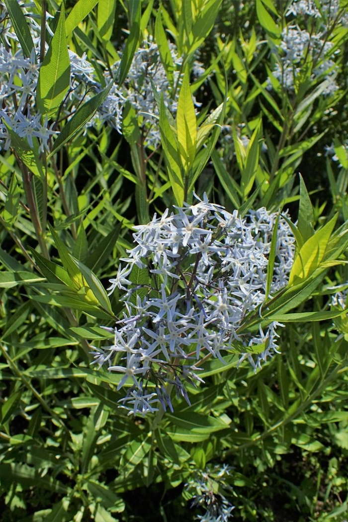 Amsonia tabernaemontana