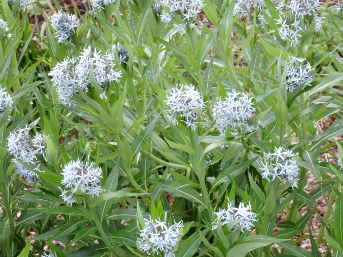 Amsonia illustris
