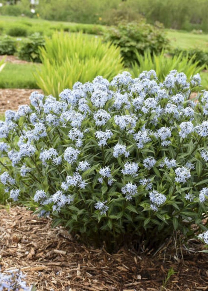 Амсония табермонтана