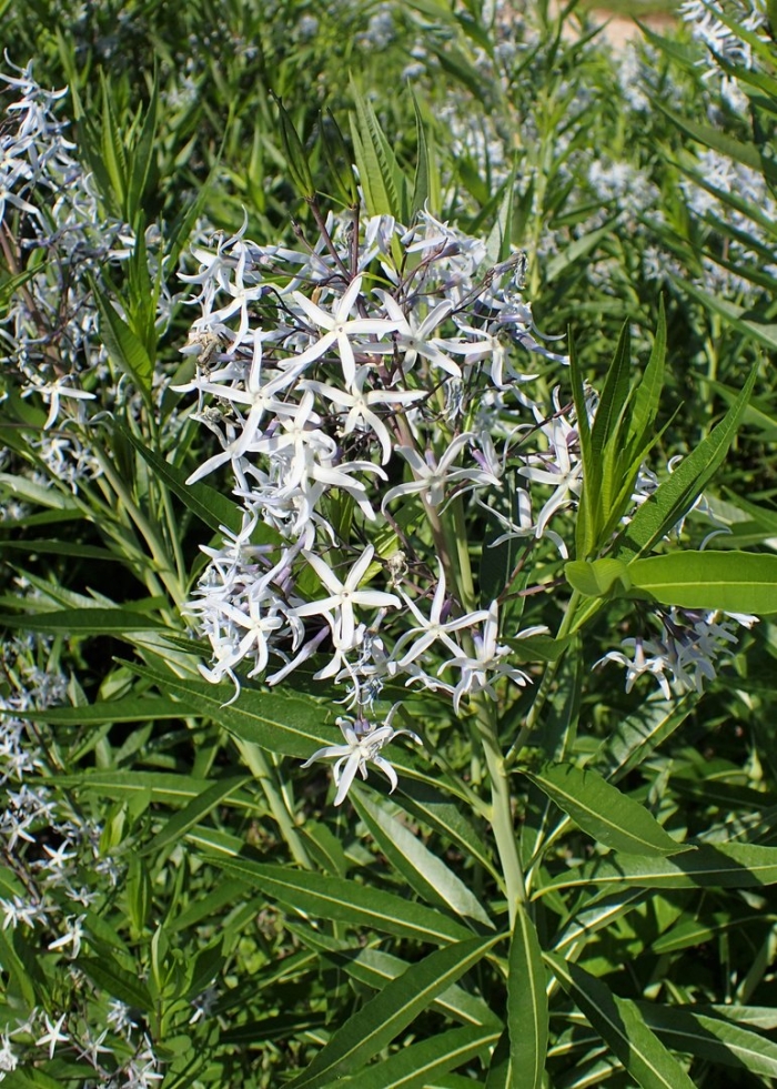 Amsonia tabernaemontana