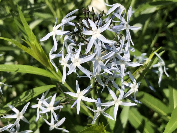 Amsonia orientalis