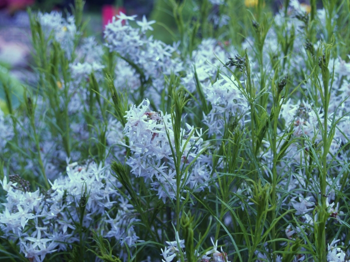 Амсония хабричта